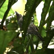 Image of Fasciated Antshrike