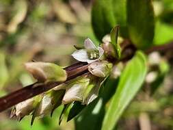 Imagem de Gentianella umbellata (M. Bieb.) Holub