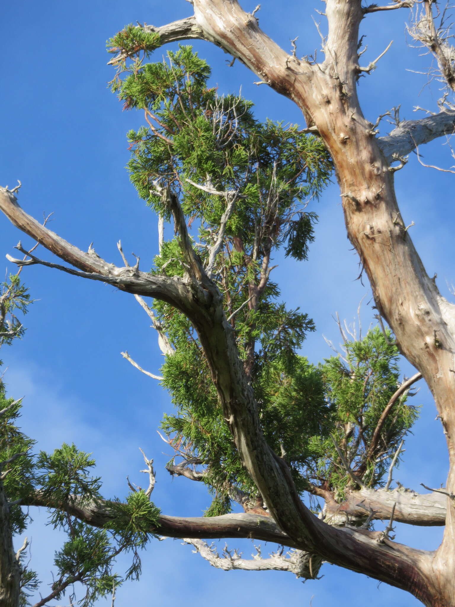 Juniperus bermudiana L. resmi