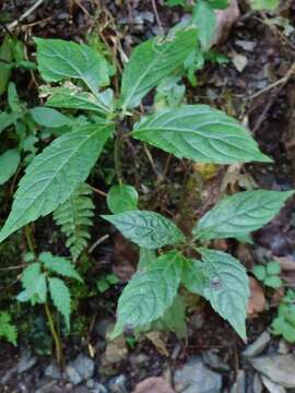 Слика од Chelonopsis moschata Miq.