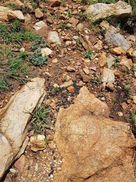 Image of Abundant Duiker