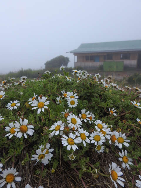 Image of Anthemis tigreensis J. Gay ex A. Rich.