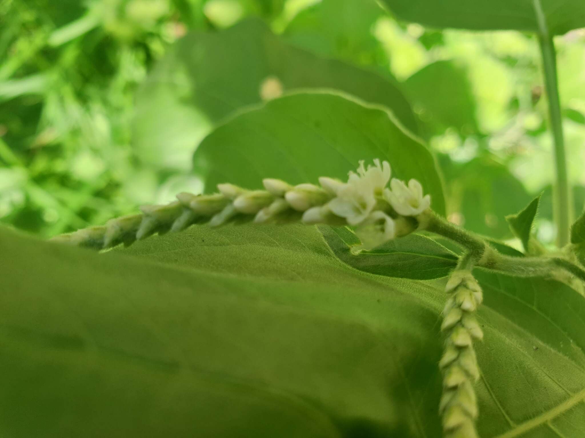 Persicaria orientalis (L.) Spach resmi