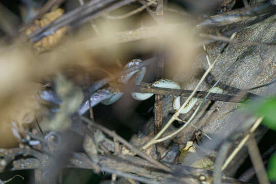 Image of Cross-barred Tree Snake