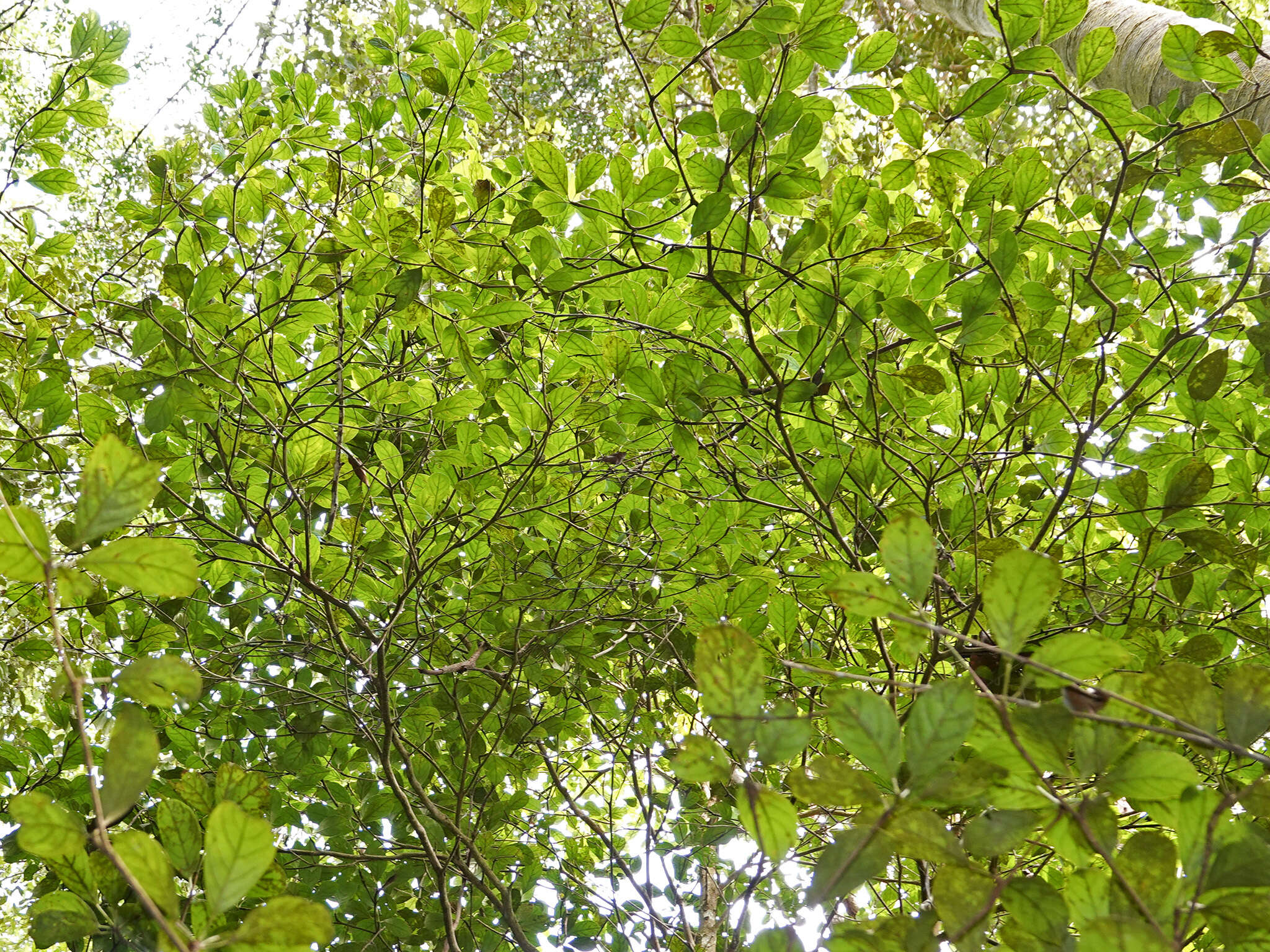 Image de Baccaurea parviflora (Müll. Arg.) Müll. Arg.