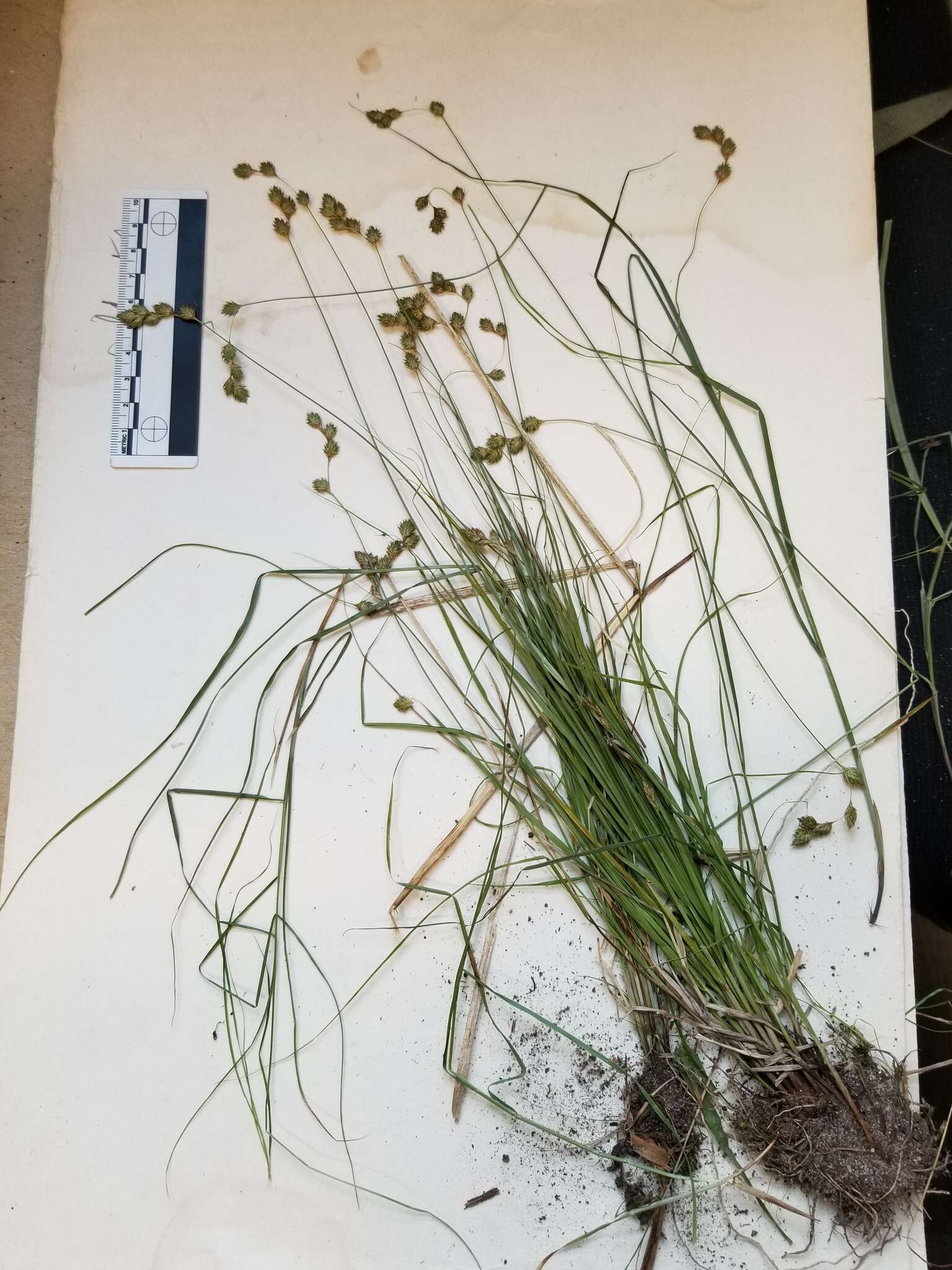 Image of quill sedge