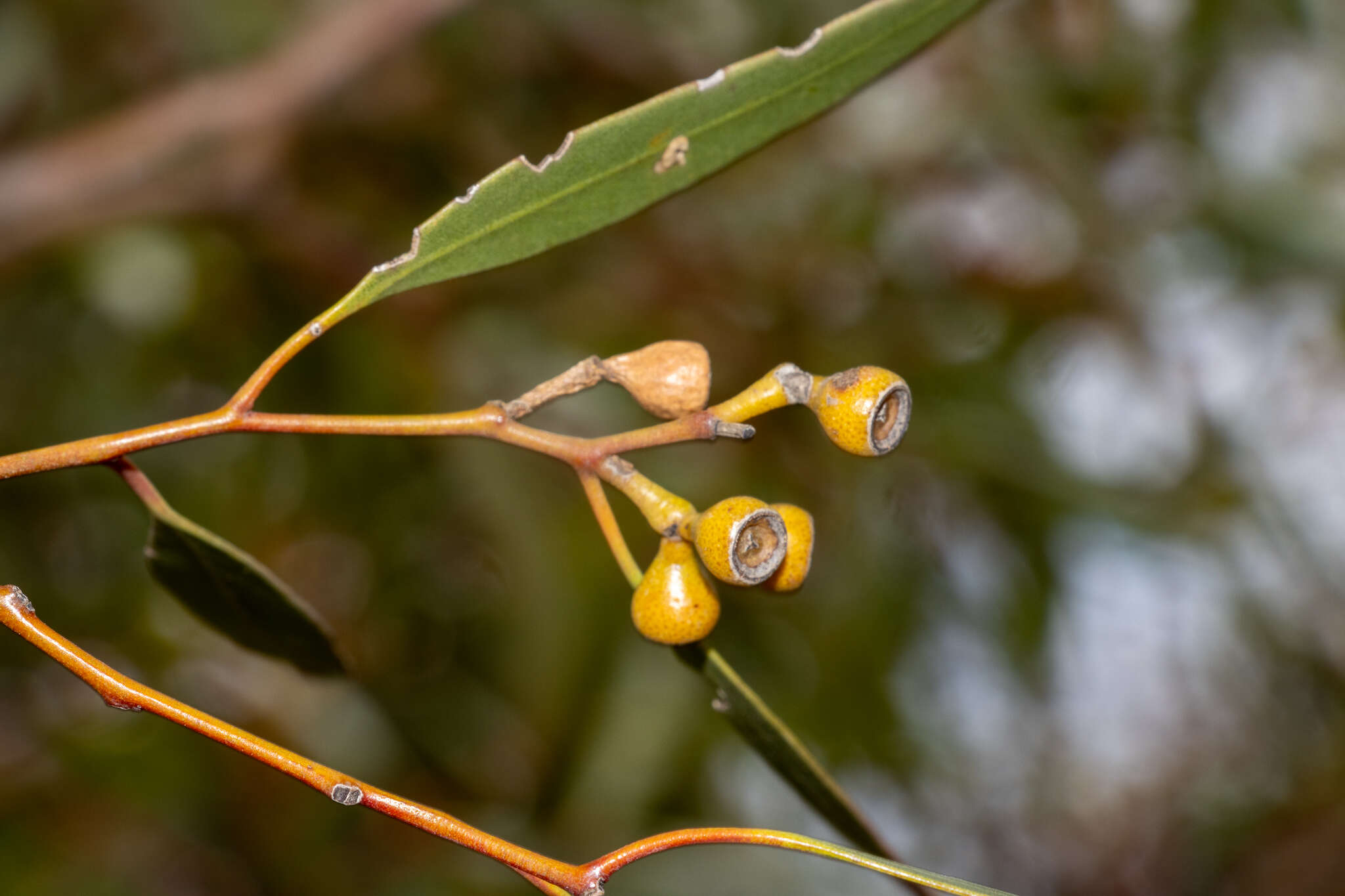 Image de Eucalyptus gracilis F. Müll.