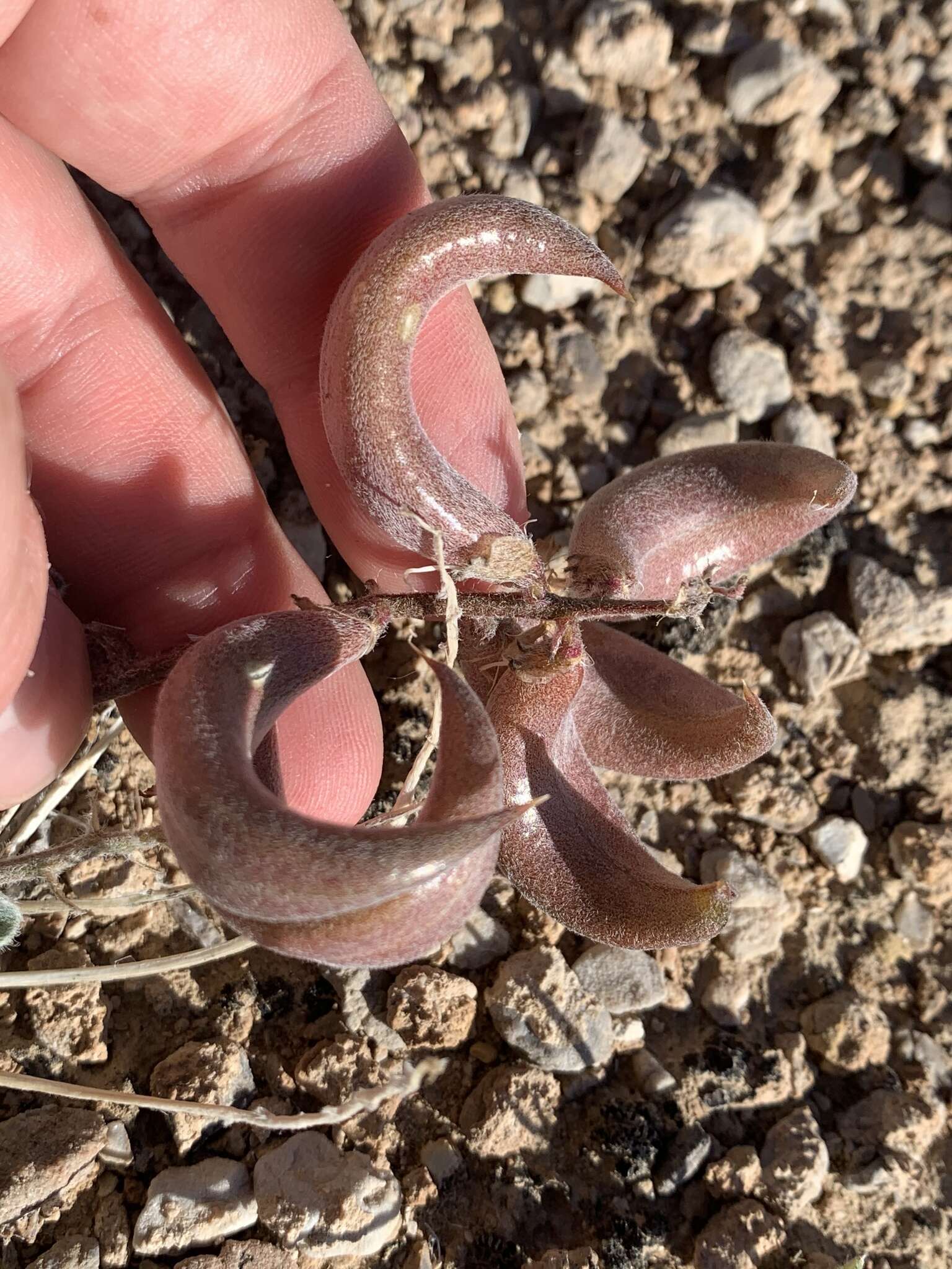 Sivun Astragalus tidestromii (Rydb.) Clokey kuva