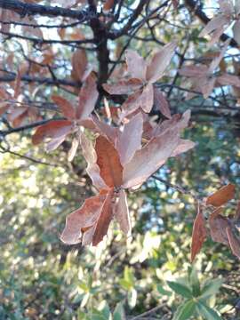 Image of Quercus peninsularis Trel.