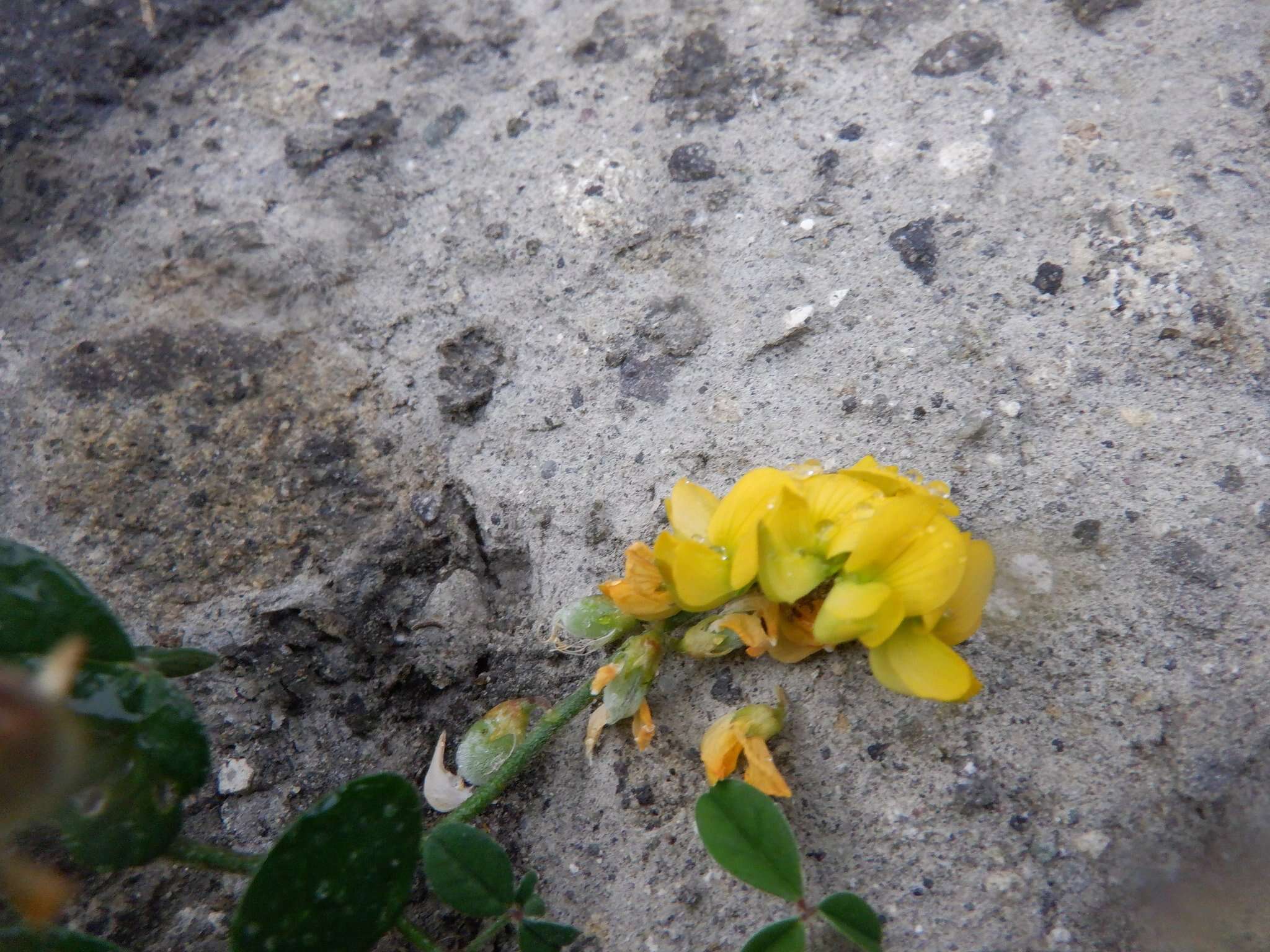 Image of Crotalaria uncinella subsp. elliptica (Roxb.) Polhill