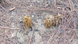 Image of alpine cancer-root