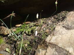 Image of Drimia uniflora J. C. Manning & Goldblatt