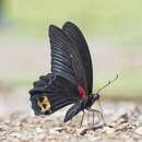 Image of Papilio acheron Grose-Smith 1887