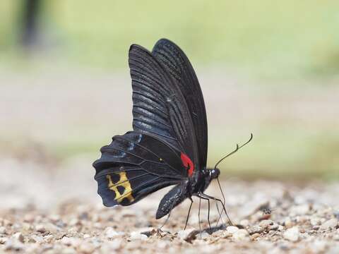 Imagem de Papilio acheron Grose-Smith 1887