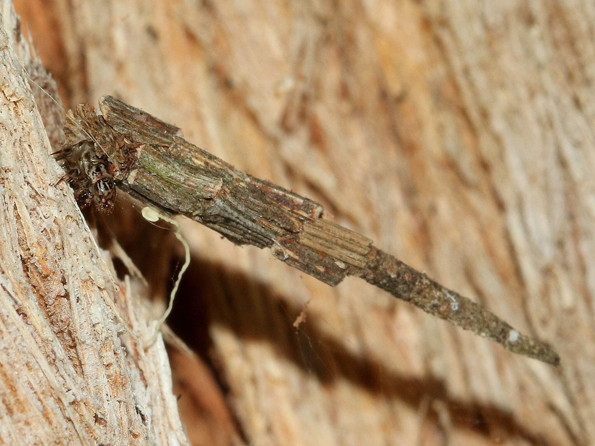 Image of Lepidoscia arctiella Walker 1869