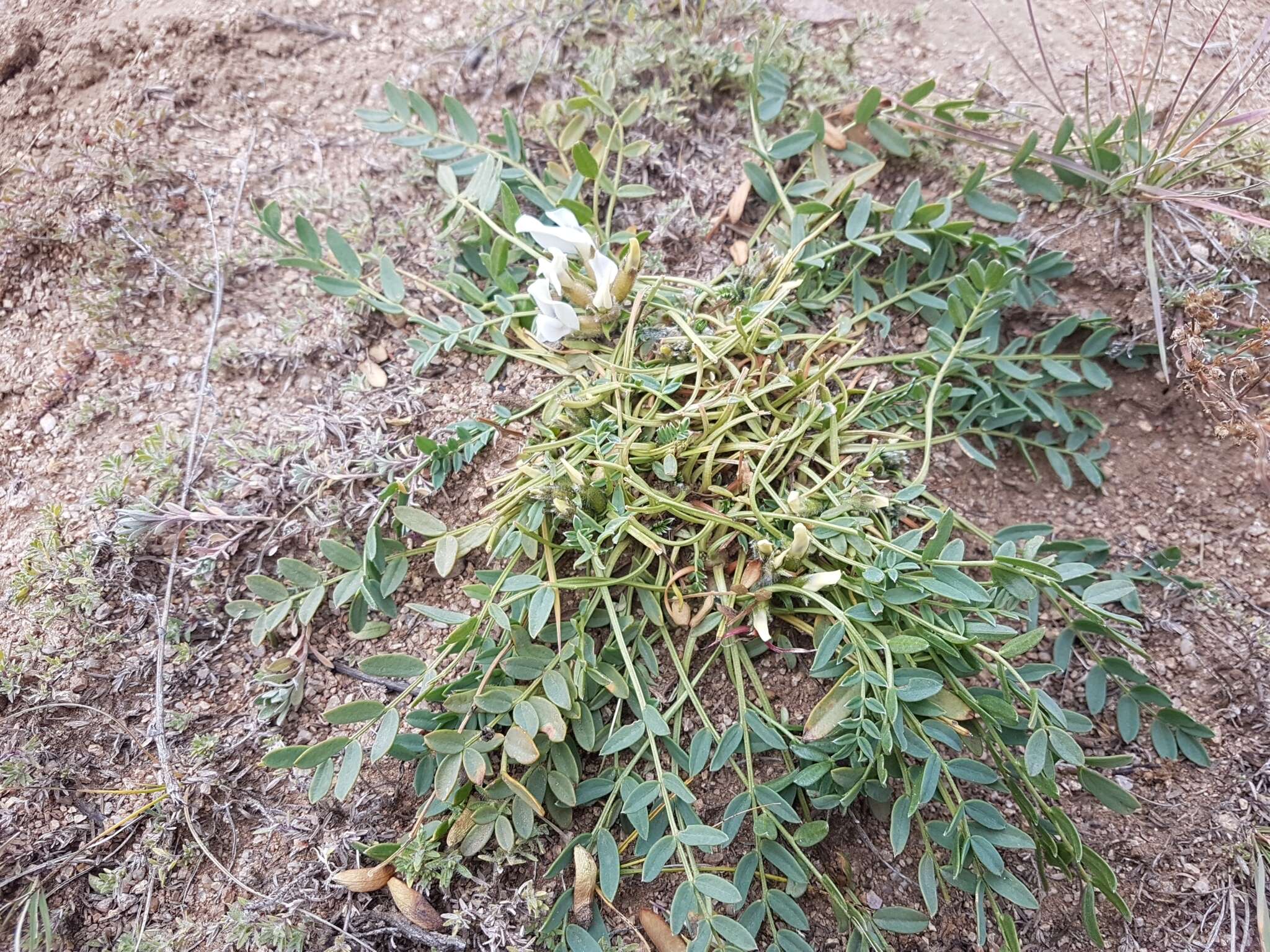 Image of Oxytropis caespitosa (Pall.) Pers.