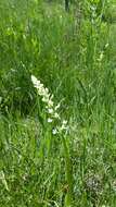 Image of Sierra bog orchid