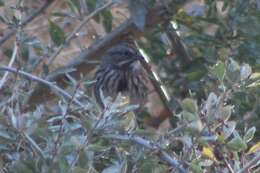 Image of Melospiza melodia montana Henshaw 1884