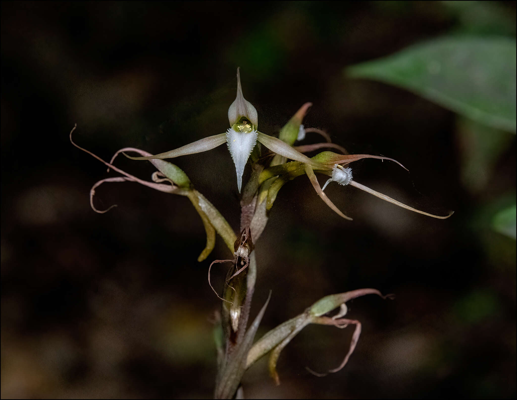 Image of Long-claw orchids