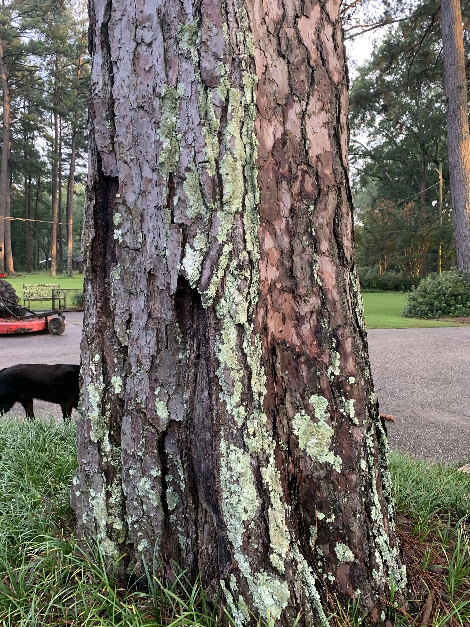 Image of Carolina canoparmelia lichen