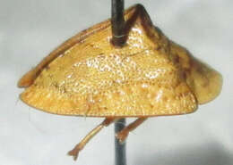 Plancia ëd Acrocassis (Acrocassis) gibbipennis (Boheman 1854)