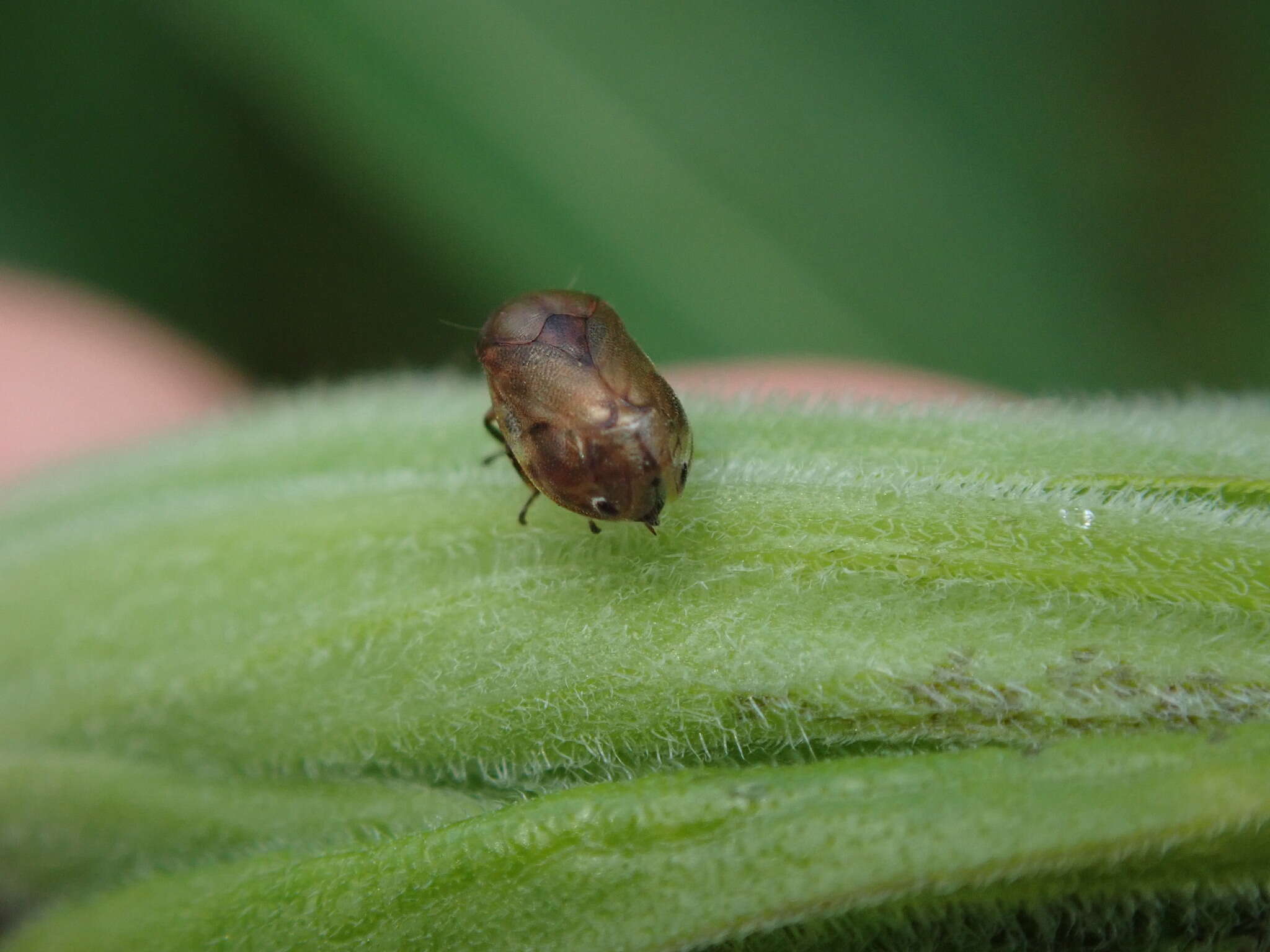 Image de Clastoptera xanthocephala Germar 1839