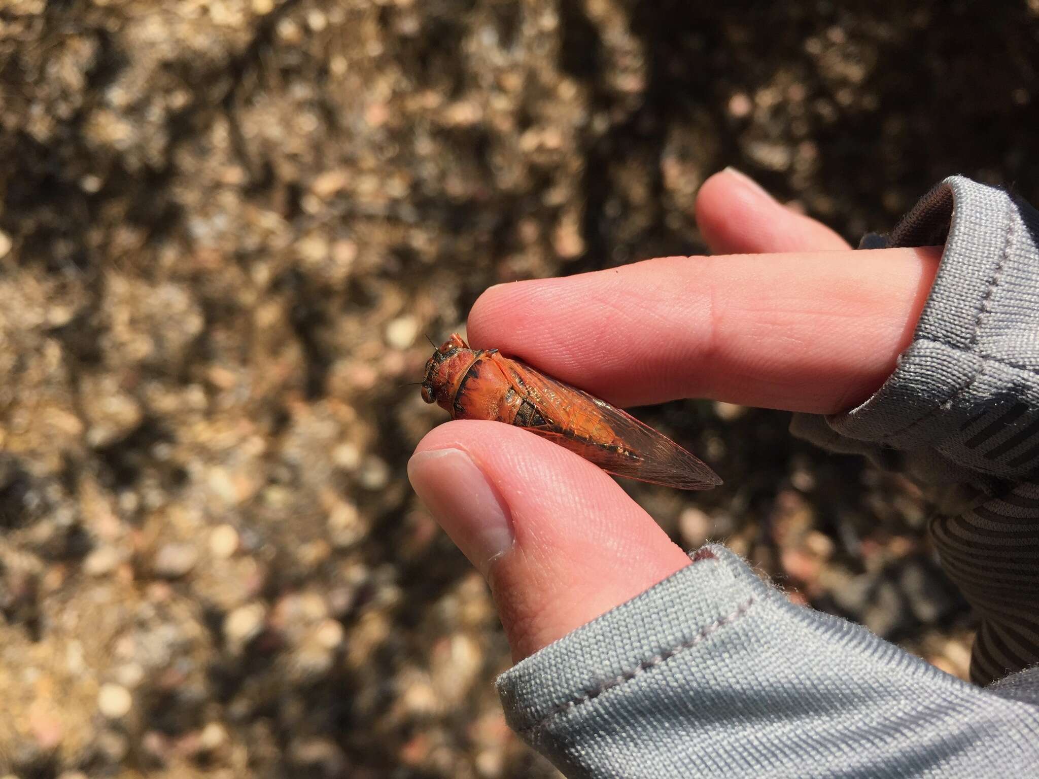 Okanagana arctostaphylae Van Duzee 1915 resmi