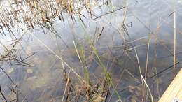 Image of Northern Wild Rice