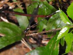 Imagem de Agriomorpha May 1933