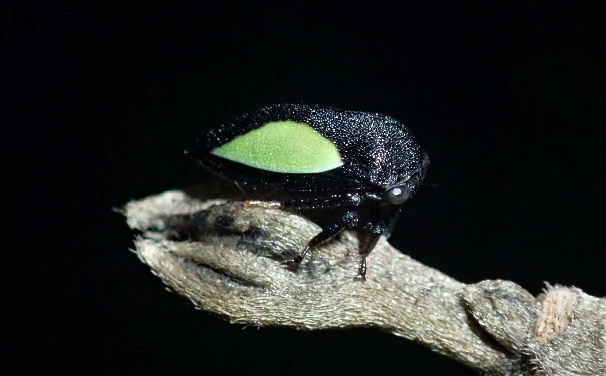 Imagem de Phormophora maura Fabricius