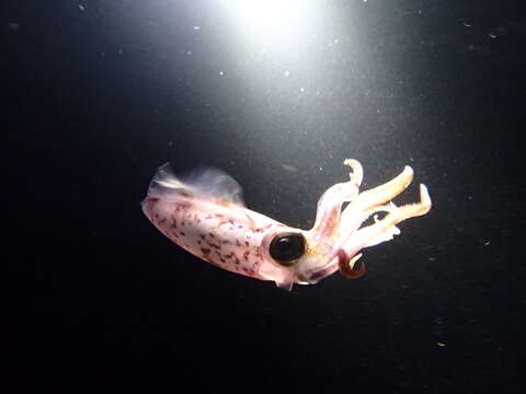 Image of Caribbean reef squid