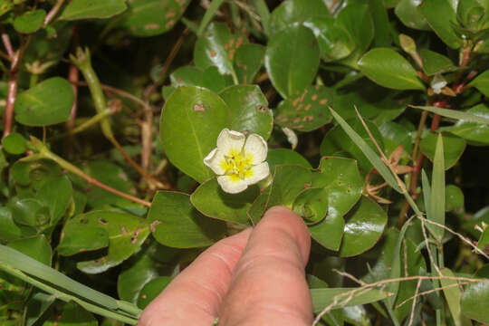 صورة Ludwigia helminthorrhiza (Mart.) Hara