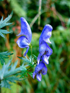 <i>Aconitum pilipes</i>的圖片