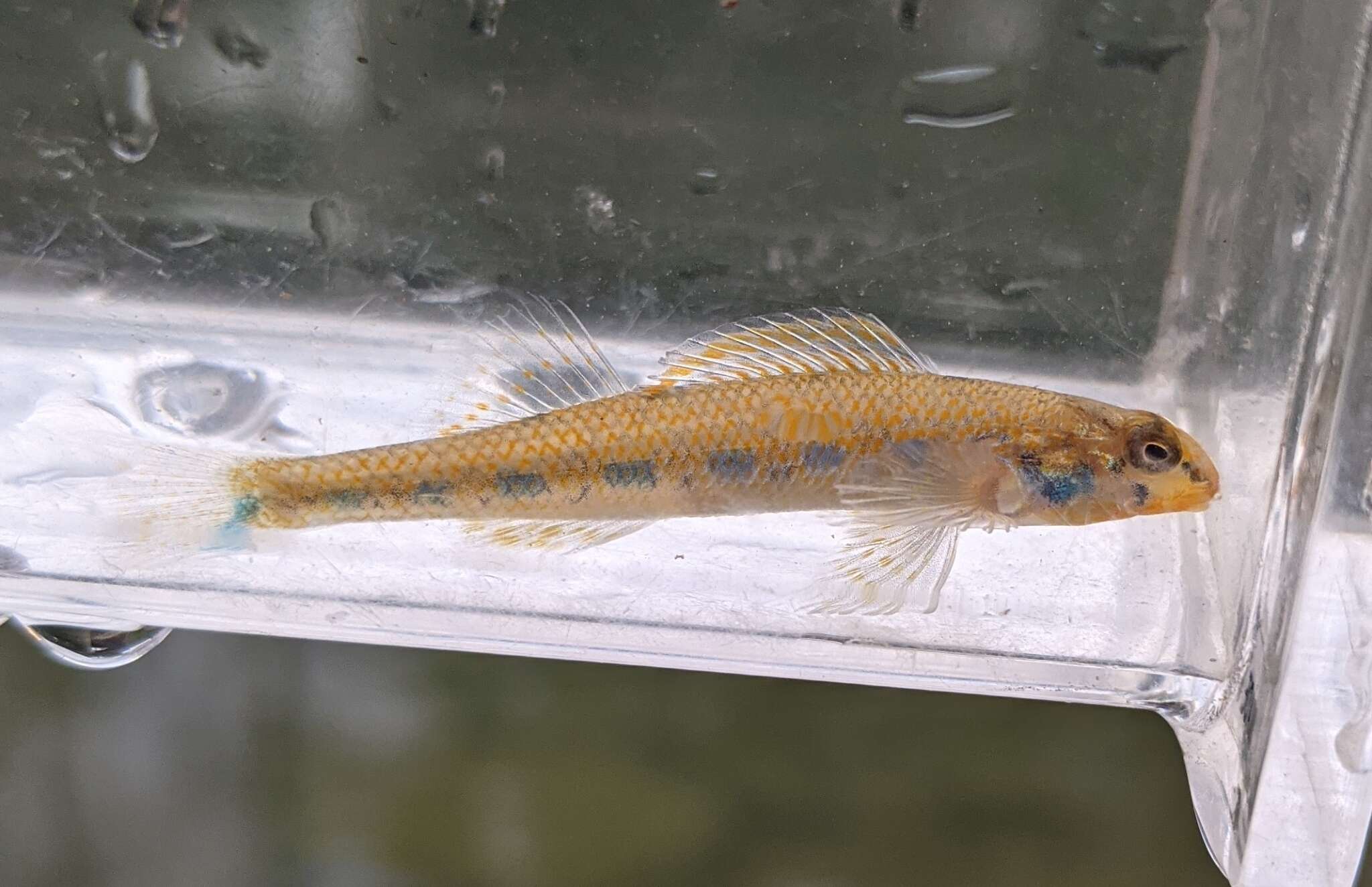 Image of Bluegrass darter