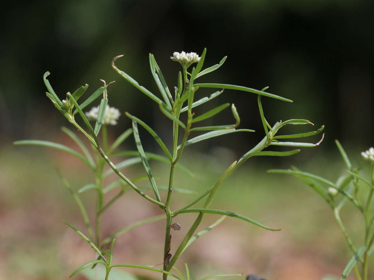 Image of Limeum sulcatum (Klotzsch) Hutch.