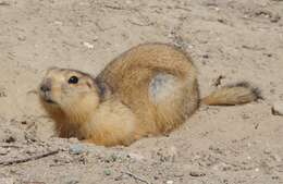 Image of Yellow Ground Squirrel