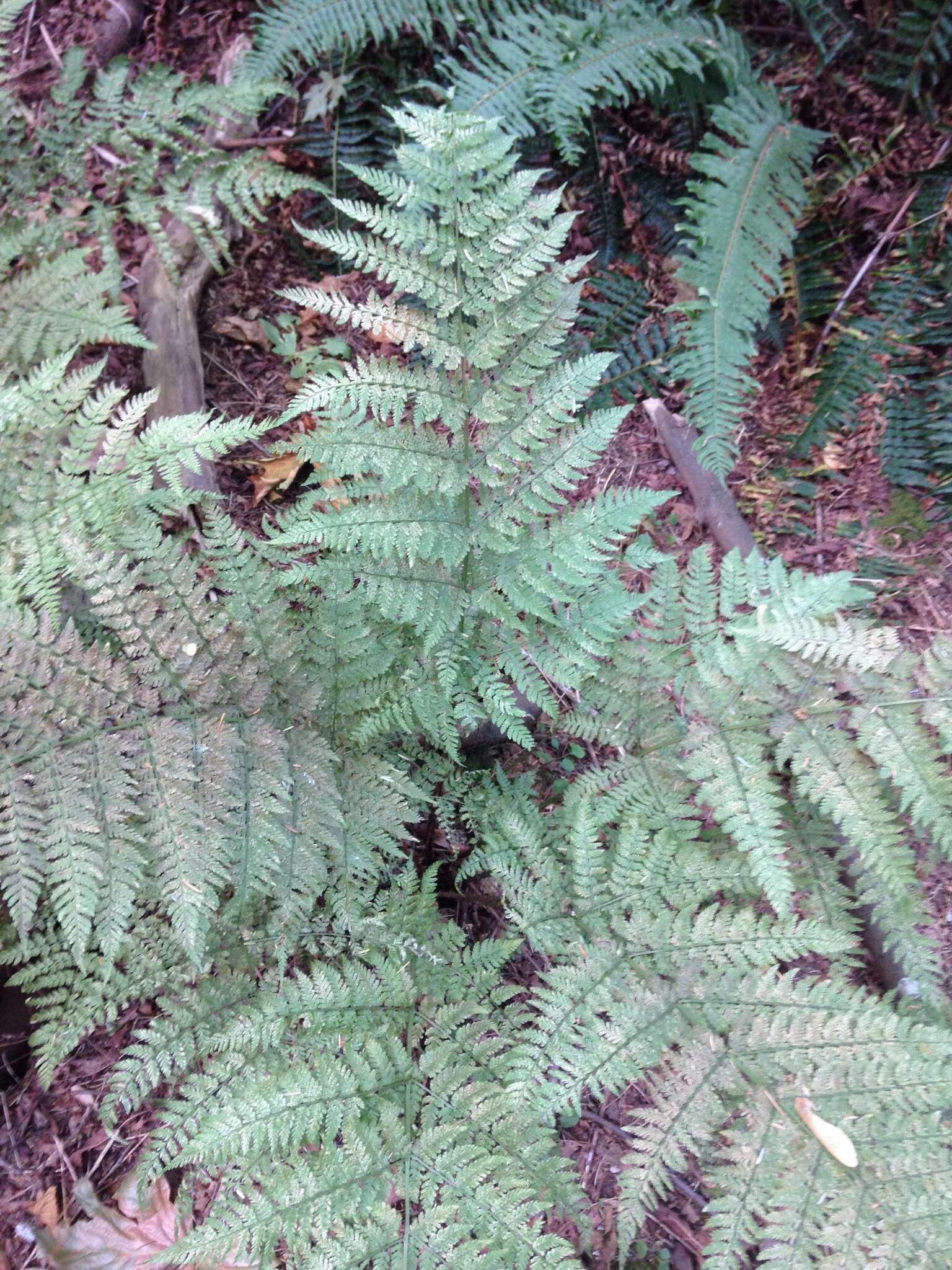 Image of spreading woodfern