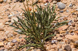 Image de Thelesperma subnudum A. Gray