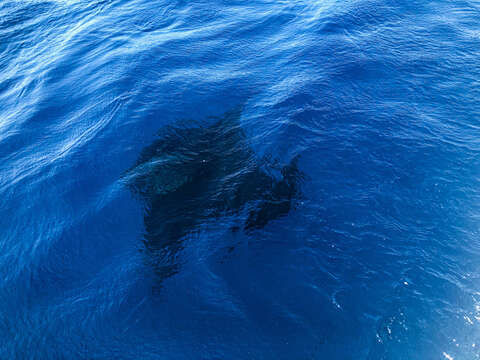 Image of Chevron Manta Ray