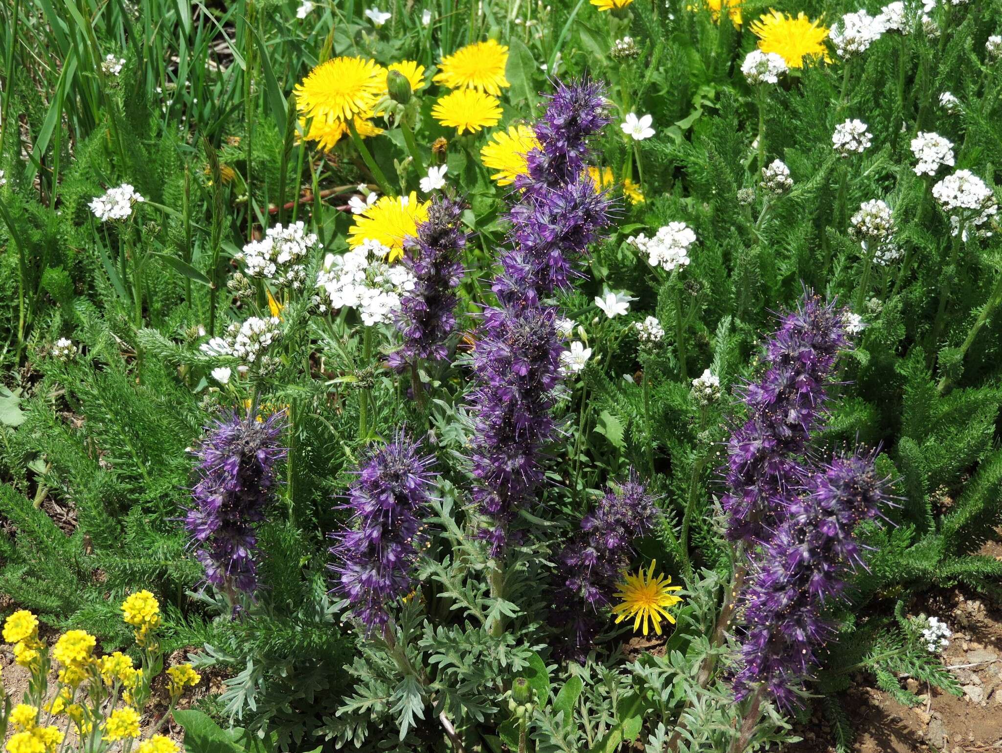 Image of silky phacelia