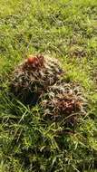 Image of Cactus
