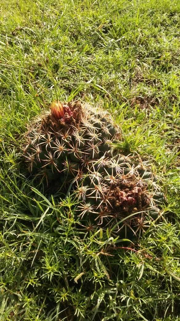 Image of Cactus