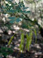 Senna gaudichaudii (Hook. & Arn.) H. S. Irwin & Barneby resmi