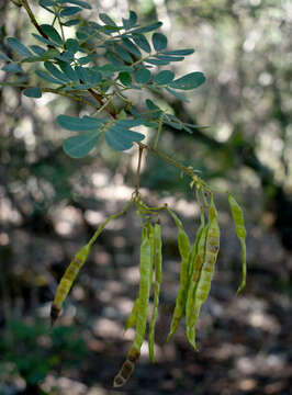 Image of Gaudichaud's senna