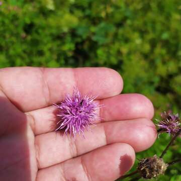 Image de Cirsium arvense var. integrifolium Wimmer & Grabowski