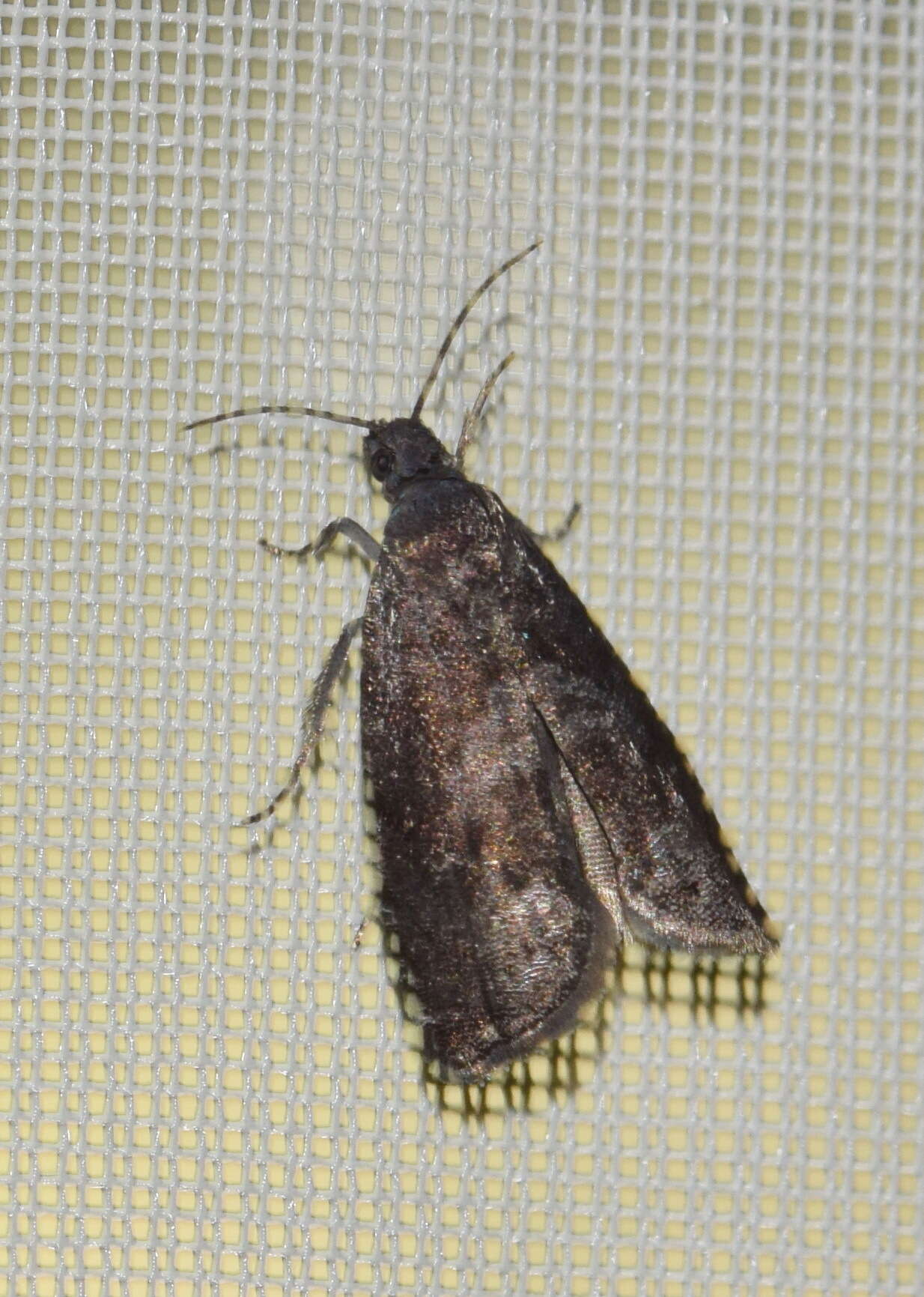 Image of Moth