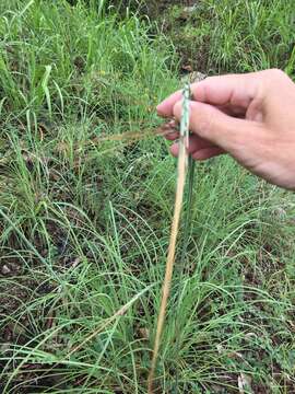 Image of Heteropogon triticeus (R. Br.) Stapf ex Craib