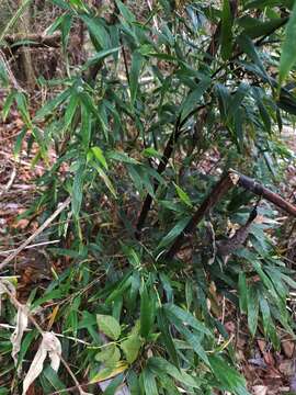 Image of black bamboo