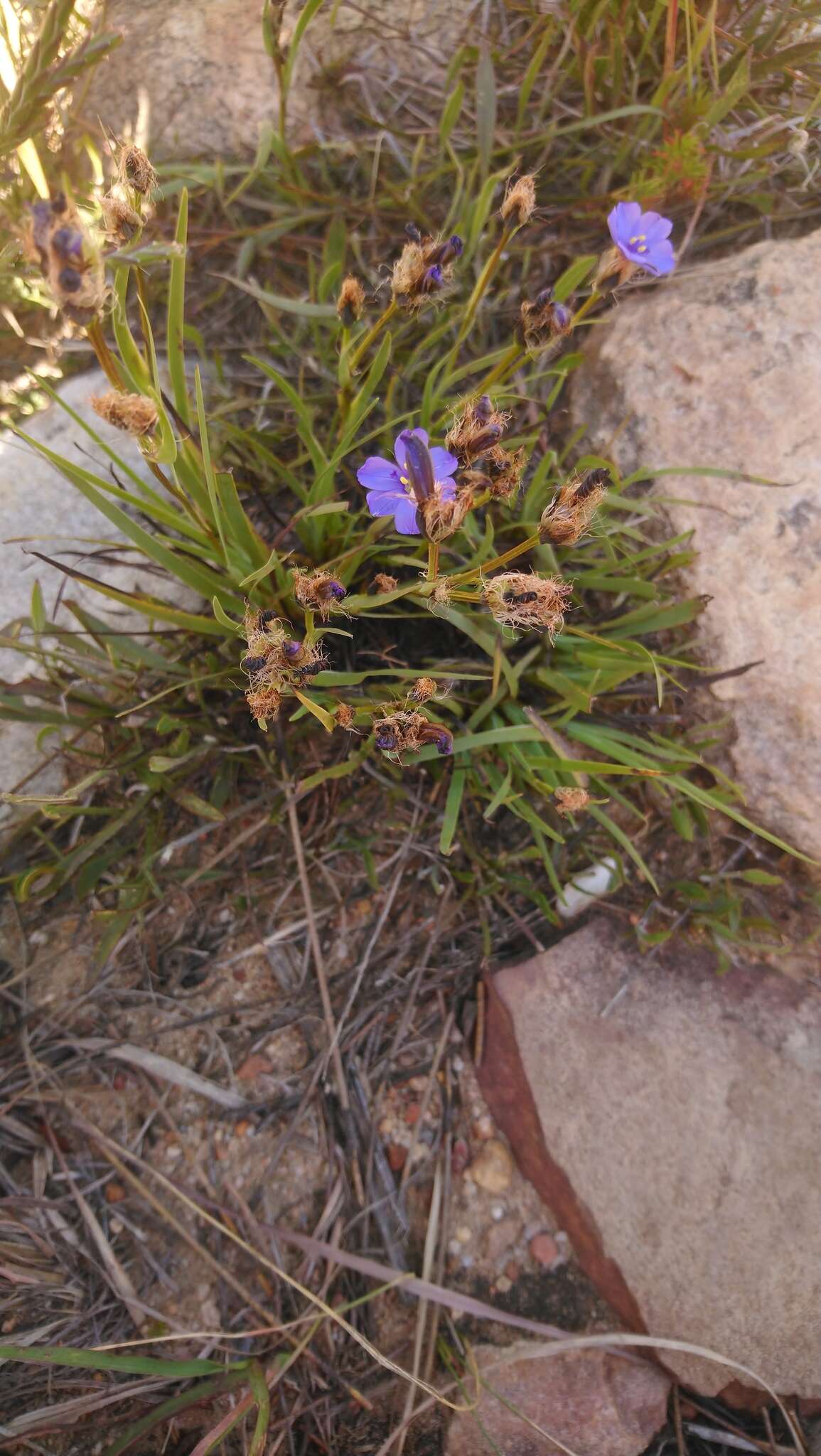 Image of Aristea africana (L.) Hoffmanns.