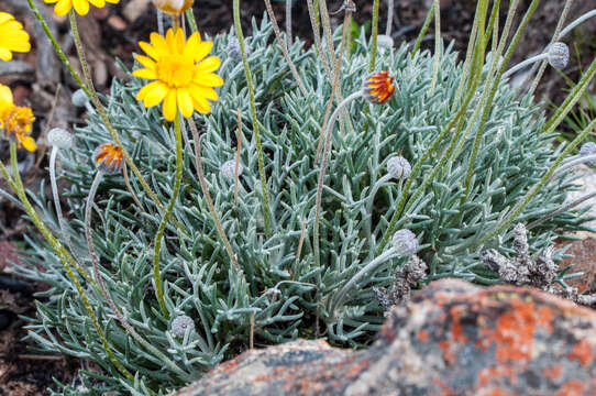 Image of Euryops othonnoides (DC.) B. Nordenst.